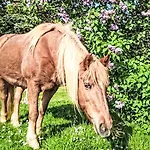 Tinkerhof Stahlhut By Interhome * Gau-Weinheim